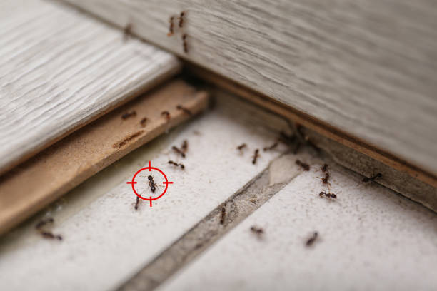 Best Residential Pest Control  in Seguin, TX