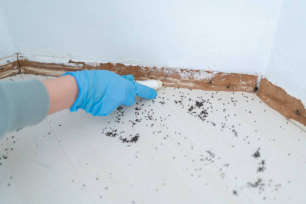 Best Affordable Pest Control Services  in Seguin, TX