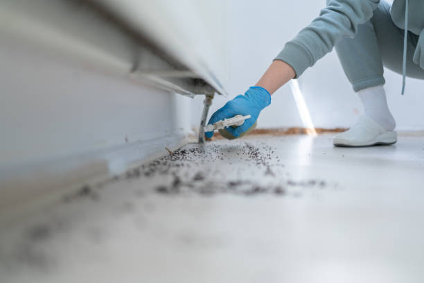 Wasp Removal Services in Seguin, TX